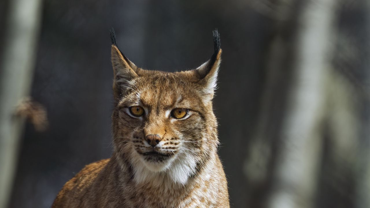 Wallpaper lynx, predator, wild, animal