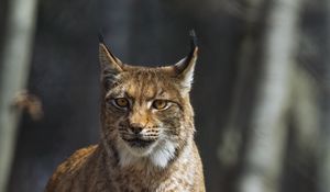 Preview wallpaper lynx, predator, wild, animal