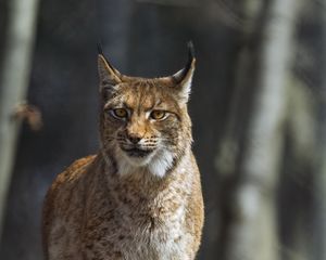 Preview wallpaper lynx, predator, wild, animal