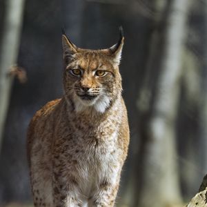 Preview wallpaper lynx, predator, wild, animal