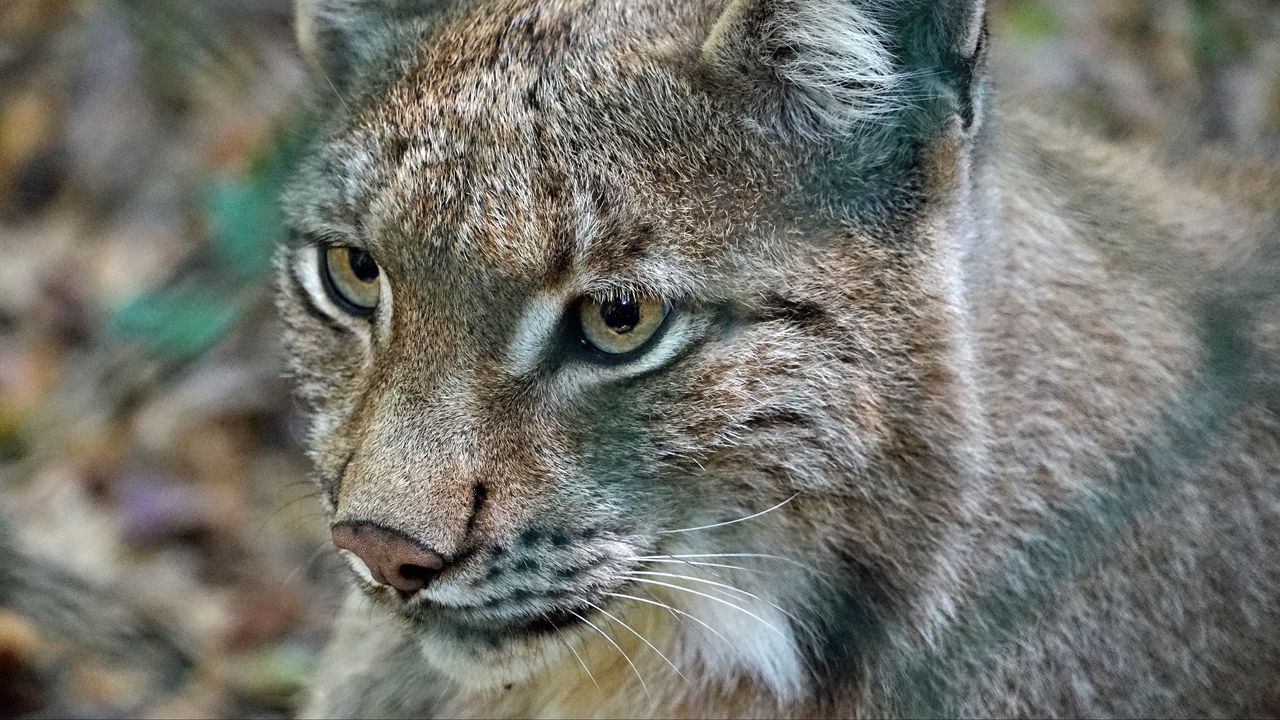 Wallpaper lynx, predator, wild cat