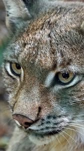 Preview wallpaper lynx, predator, wild cat