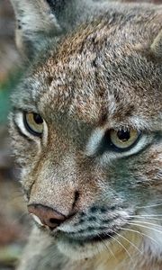 Preview wallpaper lynx, predator, wild cat