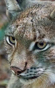 Preview wallpaper lynx, predator, wild cat