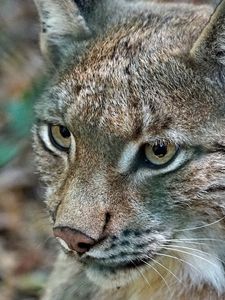 Preview wallpaper lynx, predator, wild cat