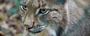 Preview wallpaper lynx, predator, wild cat