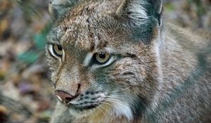 Preview wallpaper lynx, predator, wild cat