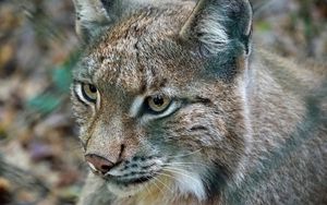Preview wallpaper lynx, predator, wild cat