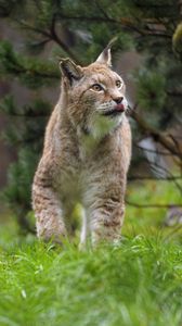 Preview wallpaper lynx, protruding tongue, big cat, predator, wild