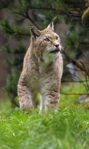 Preview wallpaper lynx, protruding tongue, big cat, predator, wild