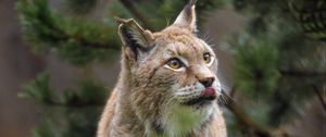 Preview wallpaper lynx, protruding tongue, big cat, predator, wild