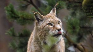 Preview wallpaper lynx, protruding tongue, big cat, predator, wild