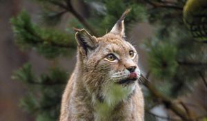 Preview wallpaper lynx, protruding tongue, big cat, predator, wild