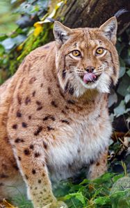Preview wallpaper lynx, protruding tongue, big cat, animal, brown, wild