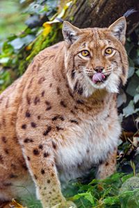 Preview wallpaper lynx, protruding tongue, big cat, animal, brown, wild
