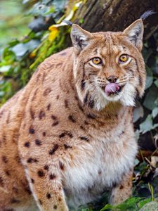 Preview wallpaper lynx, protruding tongue, big cat, animal, brown, wild