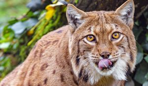 Preview wallpaper lynx, protruding tongue, big cat, animal, brown, wild