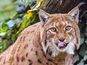 Preview wallpaper lynx, protruding tongue, big cat, animal, brown, wild