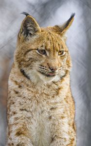 Preview wallpaper lynx, protruding tongue, big cat, animal