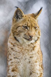 Preview wallpaper lynx, protruding tongue, big cat, animal