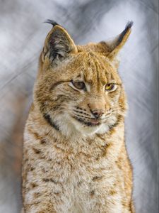 Preview wallpaper lynx, protruding tongue, big cat, animal