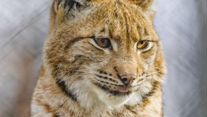 Preview wallpaper lynx, protruding tongue, big cat, animal