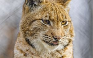 Preview wallpaper lynx, protruding tongue, big cat, animal