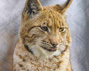 Preview wallpaper lynx, protruding tongue, big cat, animal