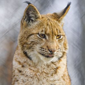 Preview wallpaper lynx, protruding tongue, big cat, animal