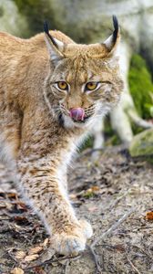 Preview wallpaper lynx, protruding tongue, big cat, predator, animal
