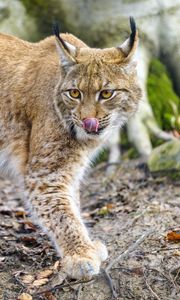 Preview wallpaper lynx, protruding tongue, big cat, predator, animal