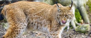 Preview wallpaper lynx, protruding tongue, big cat, predator, animal