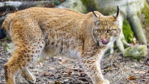 Preview wallpaper lynx, protruding tongue, big cat, predator, animal