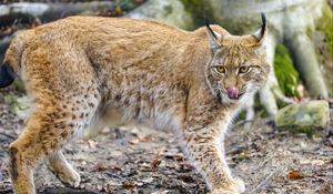 Preview wallpaper lynx, protruding tongue, big cat, predator, animal