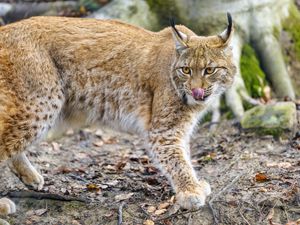 Preview wallpaper lynx, protruding tongue, big cat, predator, animal