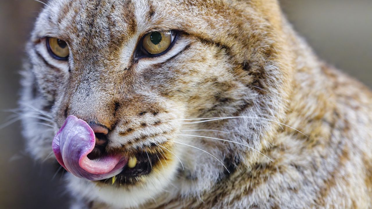 Wallpaper lynx, protruding tongue, predator, big cat, animal