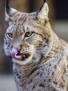 Preview wallpaper lynx, protruding tongue, predator, big cat, animal