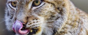Preview wallpaper lynx, protruding tongue, predator, big cat, animal