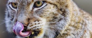 Preview wallpaper lynx, protruding tongue, predator, big cat, animal