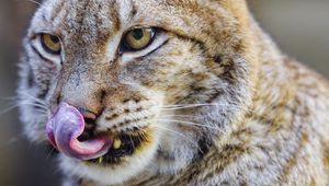 Preview wallpaper lynx, protruding tongue, predator, big cat, animal