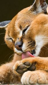 Preview wallpaper lynx, puma, down, predator, lick