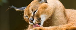 Preview wallpaper lynx, puma, down, predator, lick