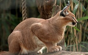 Preview wallpaper lynx, sit, color, beautiful, predator