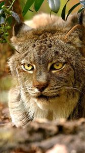 Preview wallpaper lynx, sitting, grass, hunting