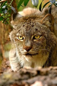 Preview wallpaper lynx, sitting, grass, hunting