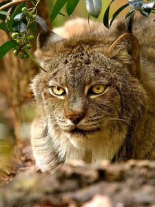 Preview wallpaper lynx, sitting, grass, hunting