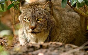 Preview wallpaper lynx, sitting, grass, hunting