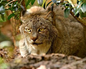 Preview wallpaper lynx, sitting, grass, hunting