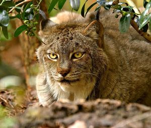 Preview wallpaper lynx, sitting, grass, hunting