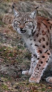 Preview wallpaper lynx, sitting, looking, red, gray